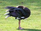 Spur-Winged Goose (WWT Slimbridge March 2011) - pic by Nigel Key